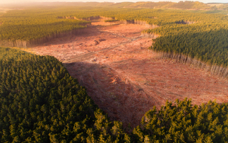 Tropical forest loss declined by over a third in 2025, but remains off track to meet 2030 targets