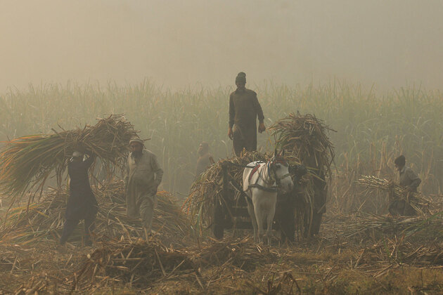 Policy failures deepen chaos in Pakistan's crop planning
