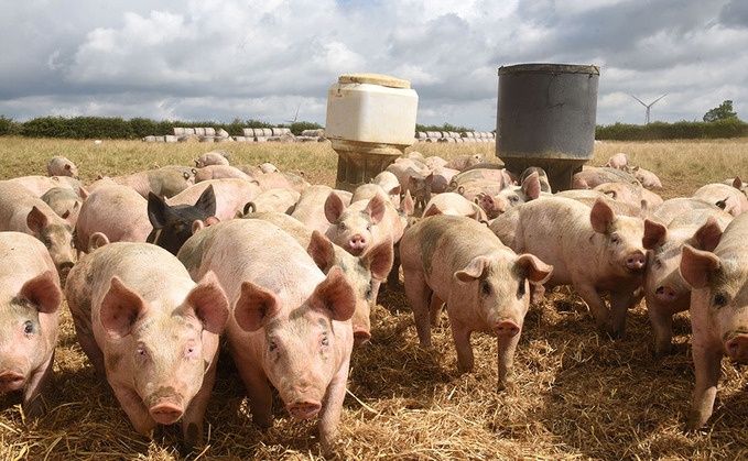 Pig prices continue to hit new highs