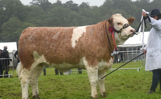 Beef supreme and Simmental champion Popes Trixie Mikala, from the Wood family, Preston.