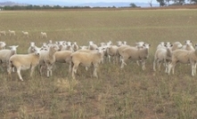 Nutrition and drones key to sheep reproduction