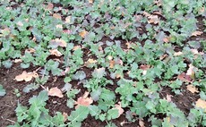 Talking agronomy with Phil Warham: Clubroot infected OSR has highlighted the need to consider stubble turnips particularly in cover crops