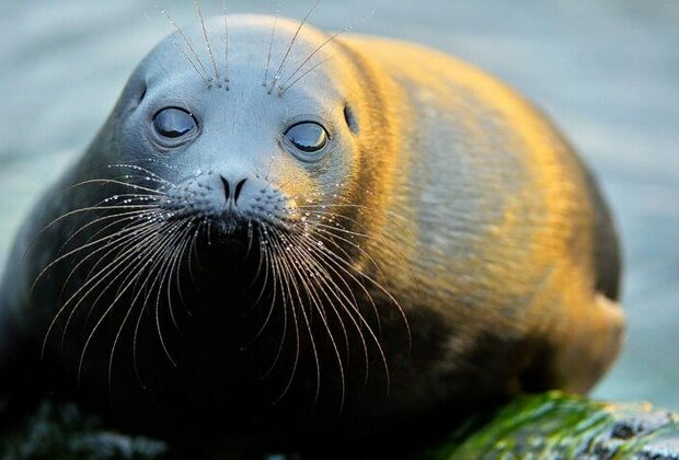 The Baltic seal: A sea predator with giant eyes from St. Petersburg