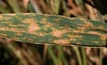 Wheat disease resistance boost from Norway