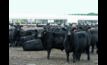  Cattle feedlot numbers remain above one million head. 