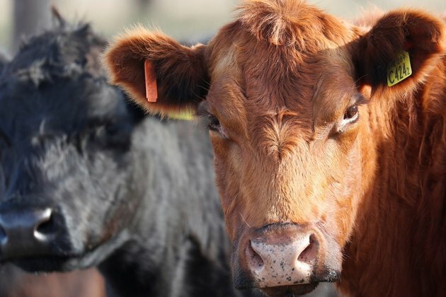 No bull! Russia becomes top-supplier of beef to China