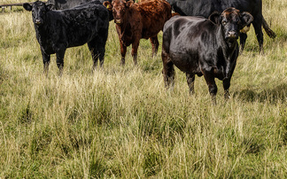 Drop in Scottish livestock figures leads to near record low for ag emissions
