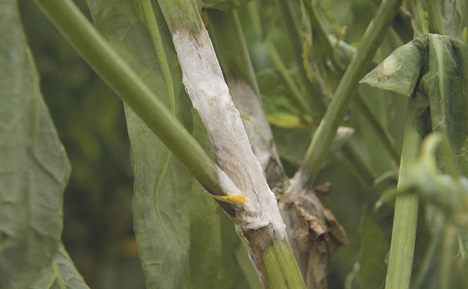 Controlling sclerotinia infection in OSR