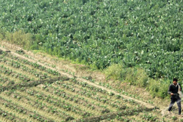 India to import urea at double prices amid Middle East disruption - Reuters