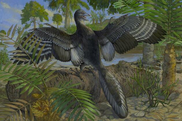 Chinese-American research team reveals new details about world's "original bird"