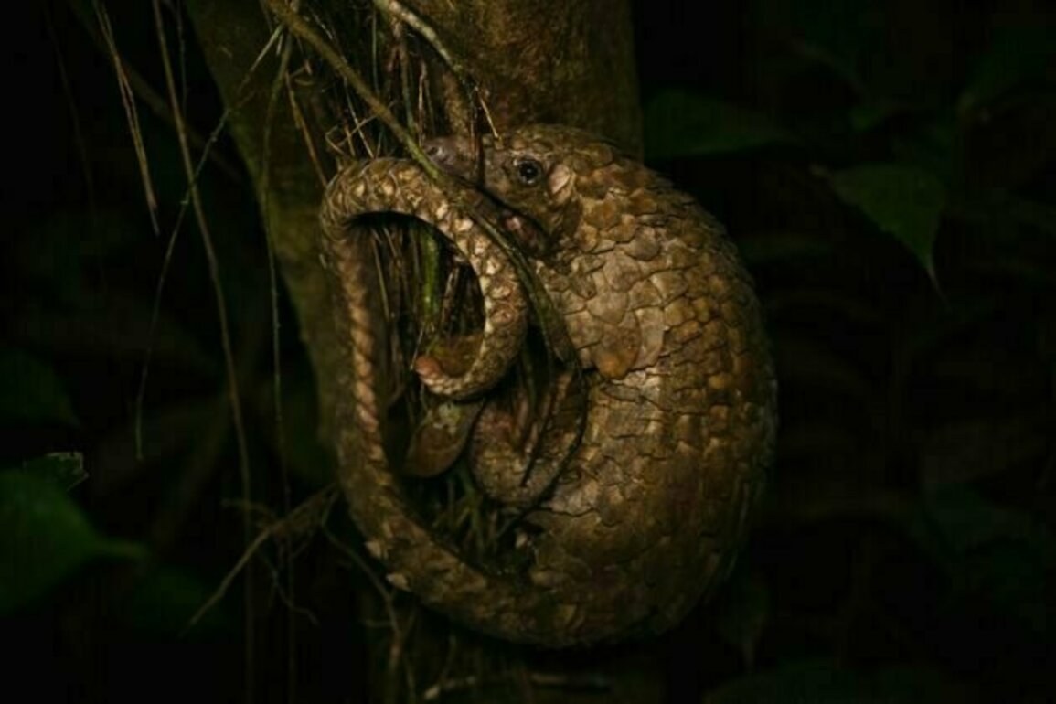 Why anti-trafficking measures alone won't save Africa's pangolins