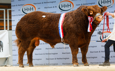 Goldies bull is victorious at Carlisle selling for 70,000gns