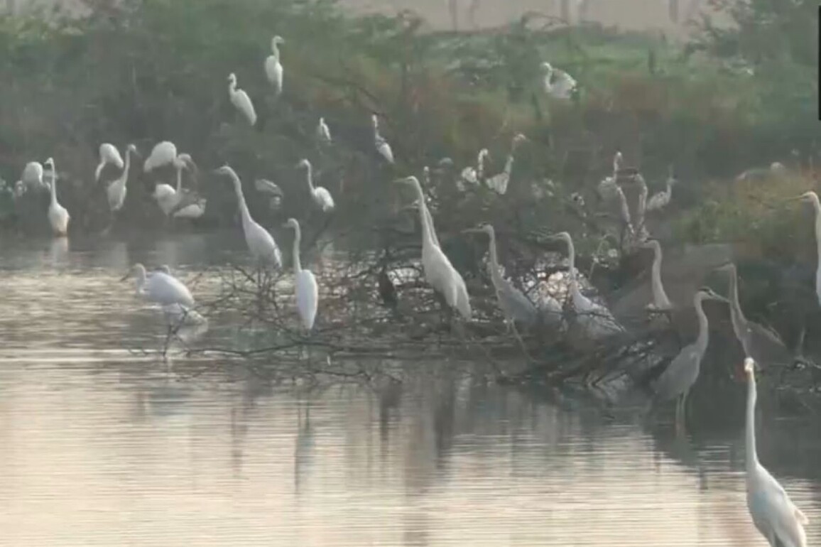 Tamil Nadu: Waterbird population census begins in Thoothukudi