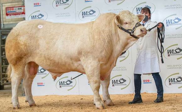 Peroni leads Welshpool Charolais at 7,600gns