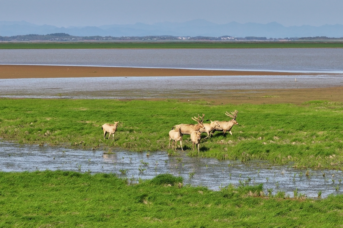 CHINA-JIANGXI-POYANG LAKE-ECOLOGICAL PROTECTOR(CN)