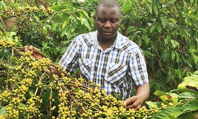 COVID-19: Coffee farmers urged to form groups to access market COVID-19: Coffee farmers urged to form groups to access market
