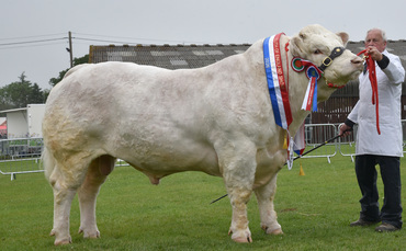 Charolais dominate beef championship at South of England Show