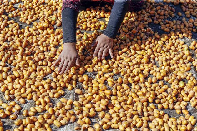 Mideast in Pictures: Date harvest in Egypt