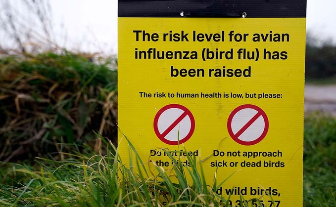 Scottish avian flu cases continue to climb