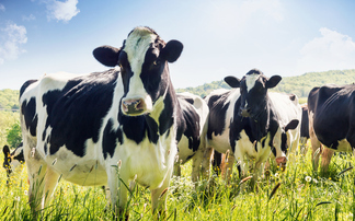 Breeding could help cut dairy farm emissions, report reveals