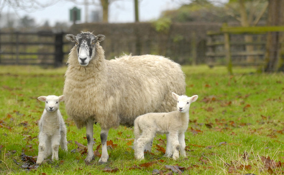 The Farmers Guardian podcast: reducing risks and taking a practical look at navel health in lambs