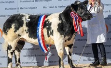 New British Blue junior female breed record set at 23,000gns