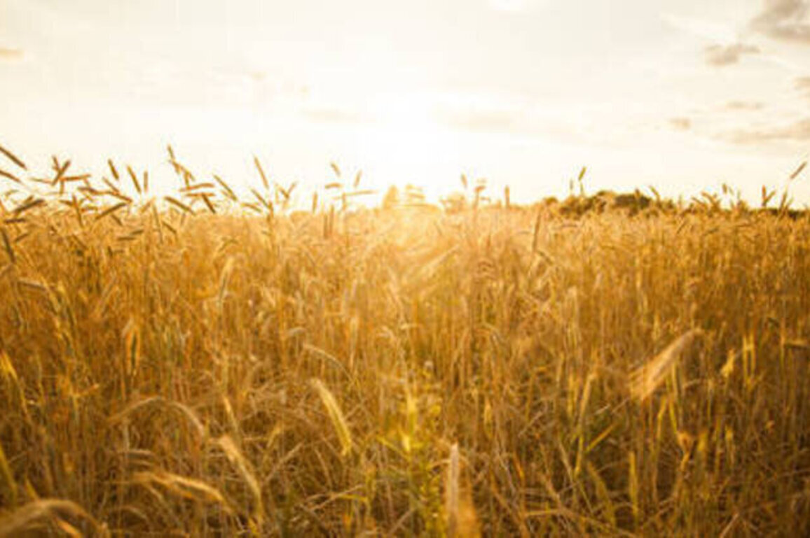 Russian grain exports to Africa surge - data