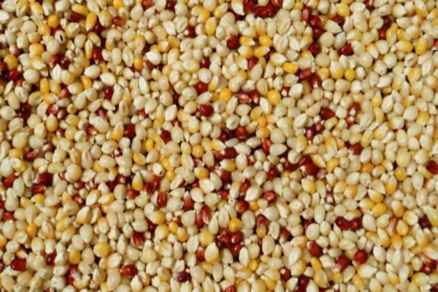 Regular millet consumption can combat anaemia: Study