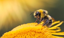 Cataby was known to have a problem with bees.