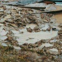 There's an outbreak of melioidosis in north Queensland. Here's what to know about this deadly 'mud bug'