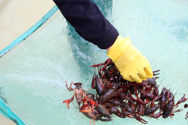 CHINA-JIANGSU-XUYI-CRAYFISH-INDUSTRY (CN)