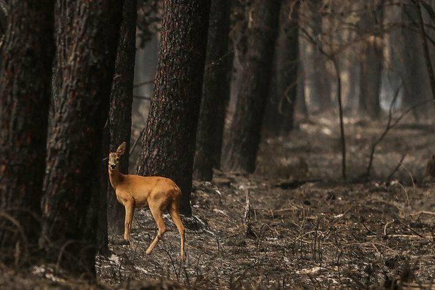 In pictures: France ravaged by summer of wildfire and drought