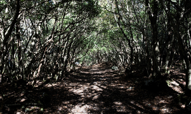 Can music save lives at the 'Suicide Forest'? Can music save lives at the 'Suicide Forest'?