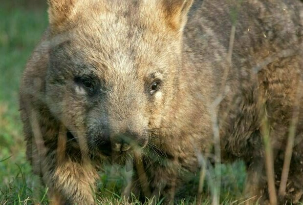 The Nullarbor is riddled with wombat and rabbit warrens. Scientists are watching them from space