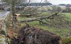 Storm Arwen devastation sees 2,000 trees felled on one farm