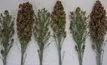 Spray-out timing critical for sorghum crop success