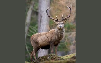 Deer and shooting rates relief 'U-turn' still falls short for rural businesses, farmers warn