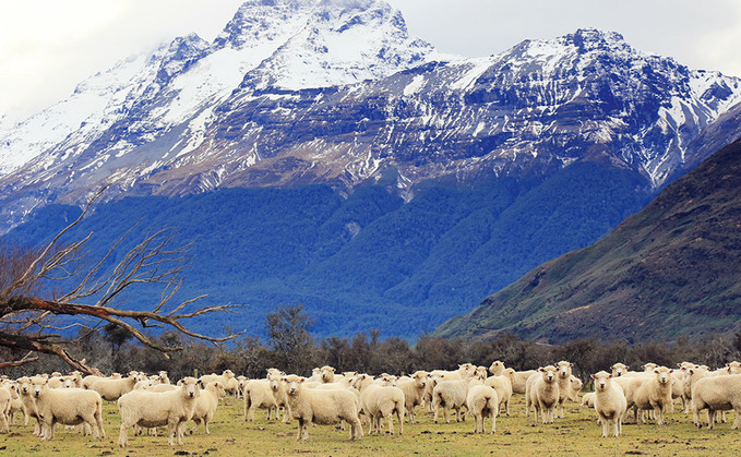 New Zealand sheep and beef farms close to being carbon neutral