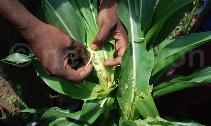 Army worms, dry spell hit maize farmers hard Army worms, dry spell hit maize farmers hard