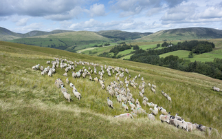 From the editor: We can and must have ambitious targets for both food production and the environment