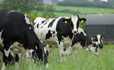 Advice on salmonella in the dairy herd 