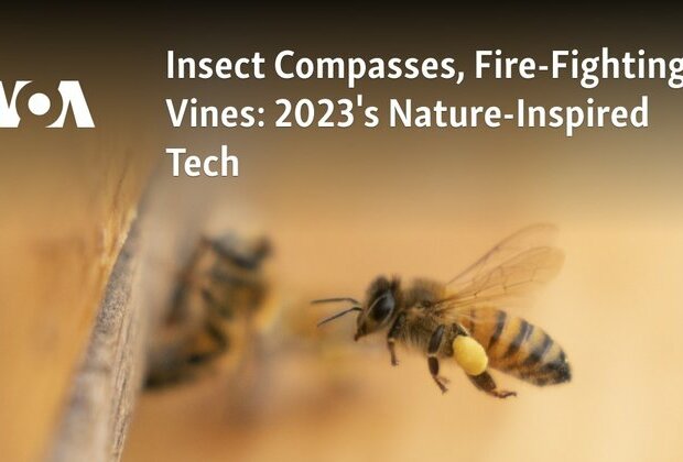 Insect Compasses, Fire-Fighting Vines: 2023&#039;s Nature-Inspired Tech