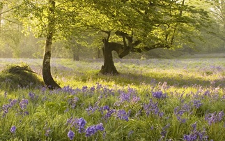 Ancient woodland and countryside in North Kent declared new National Nature Reserve 
