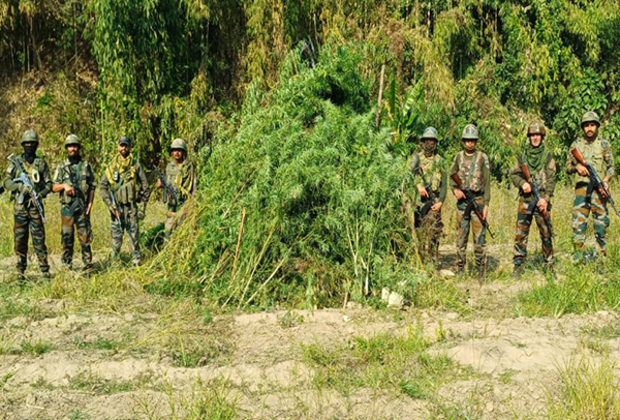 Manipur: Joint operation destroys marijuana plantation in Pherzawl