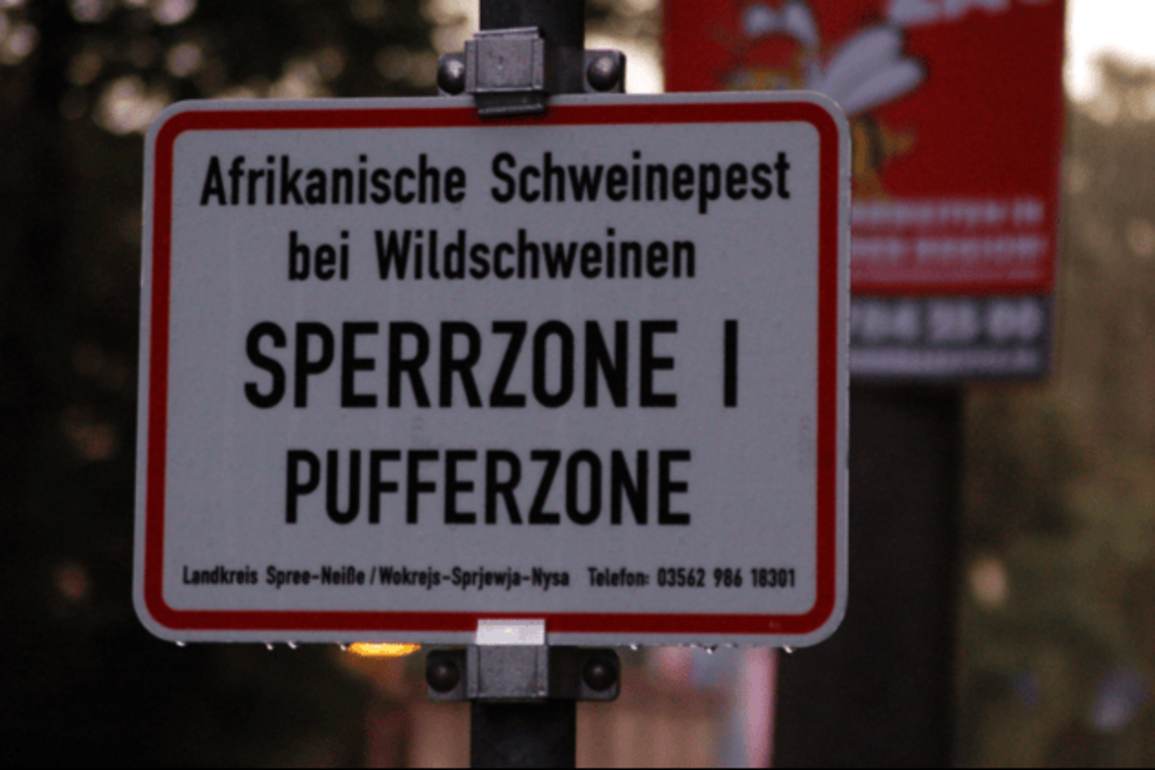 UK tightens checks on Spanish pork amid African swine fever