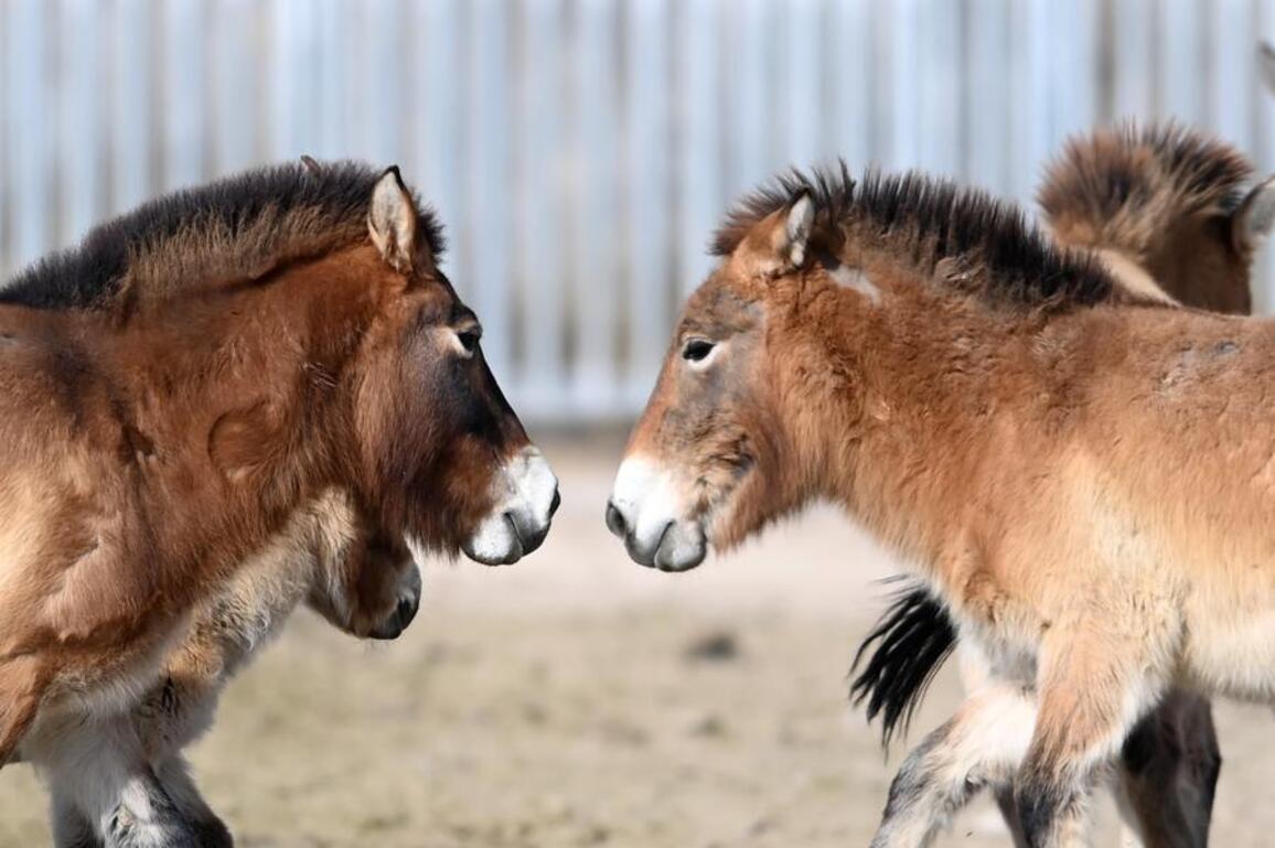 EcoChina | Decades of effort see Przewalski's horses return to the wild in NW China