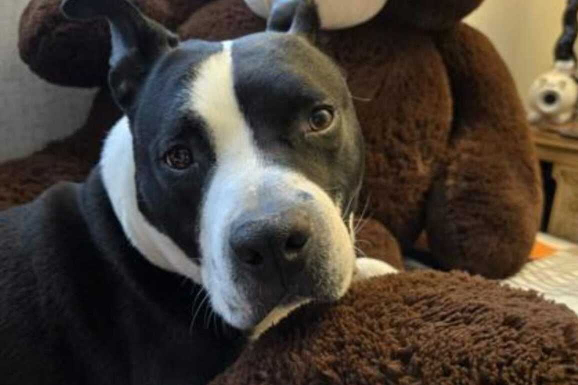 Adoptable Pet of the Week- Kahlua