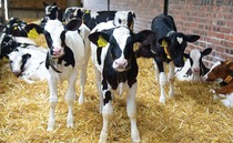 Defra power outage means farmers cannot register cattle on BCMS 