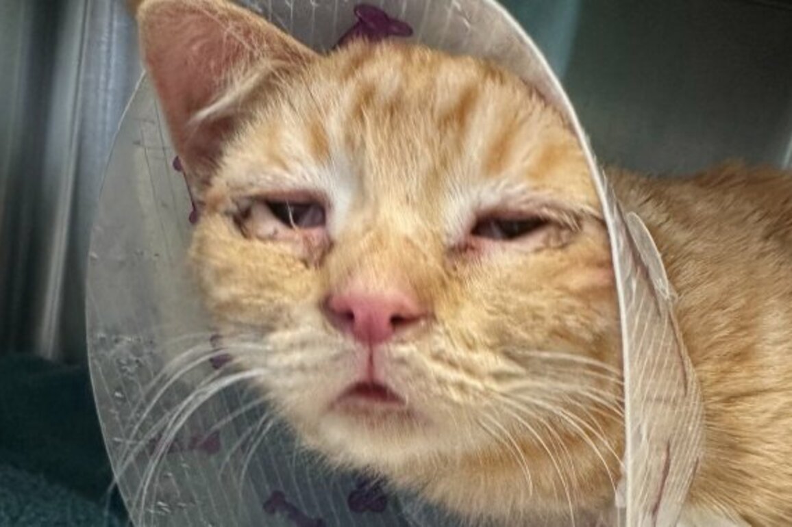 Nearly 2 dozen abandoned cats rescued near Dickson Dam in central Alberta