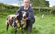 Dutch Spotted breed proving a successful addition for Northern Ireland breeder